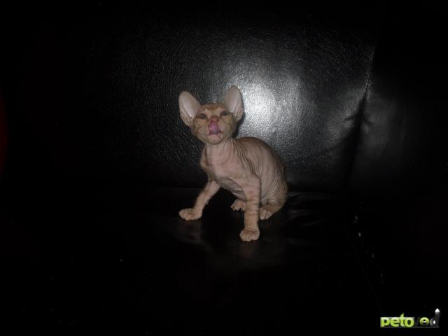 Продаю: Котята донского сфинкса фото2