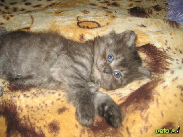 Продаю: Персидские котята фото2