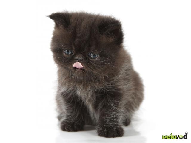 Продаю: Черный кот (экзот) приносит в дом удачу фото4