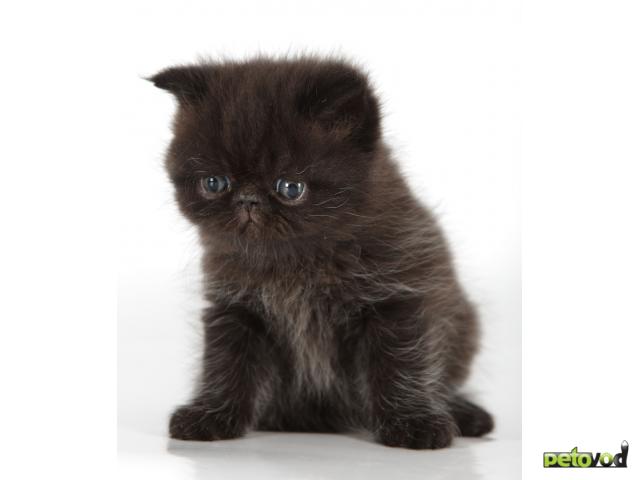 Продаю: Черный кот (экзот) приносит в дом удачу фото3