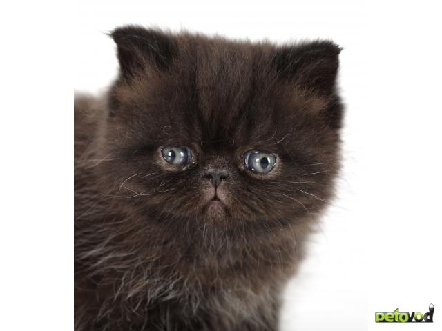 Продаю: Черный кот (экзот) приносит в дом удачу фото2