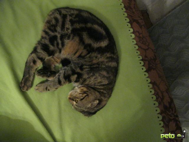Вязка: Скоттиш-фолд кот приглашает на вязку фото2