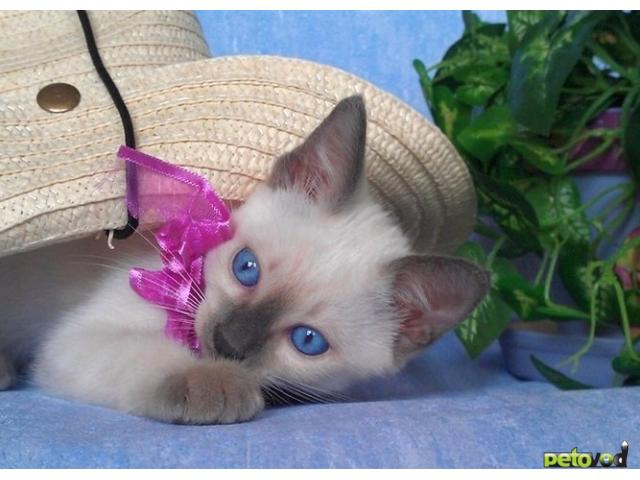Продаю: Продается очень красивый тайский котик фото2