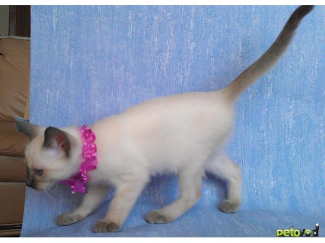 Продаю: Продается очень красивый тайский котик фото3