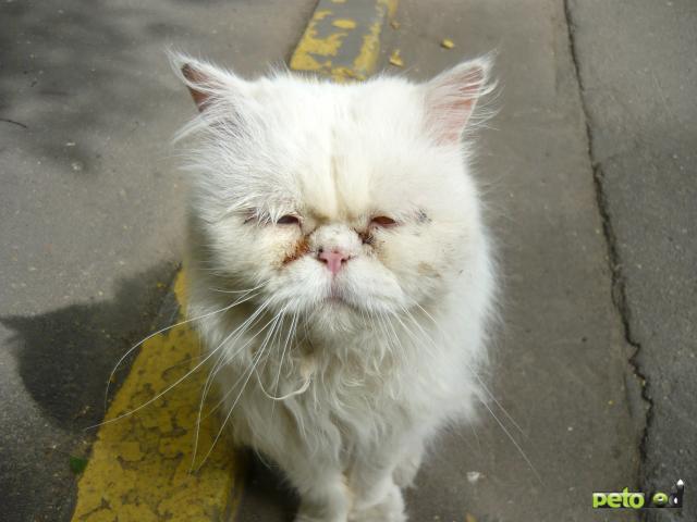 Отдам в дар: Персидский кот выброшен на улицу СРОЧНО  фото2