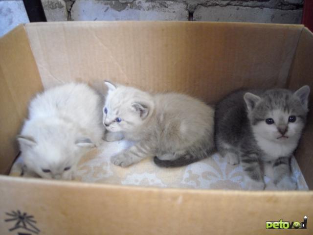 Отдам в дар: 3 милых котенка в добрые руки фото2