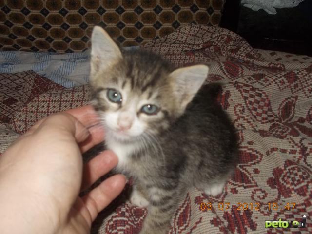 Отдам в дар: отдам котят в добрые руки фото3