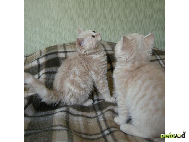 Продаю: Котята селкирк-рекс и селкирк-страйт фото2