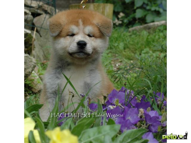 Продаю: Akita inu - Акита ину Щенки фото2