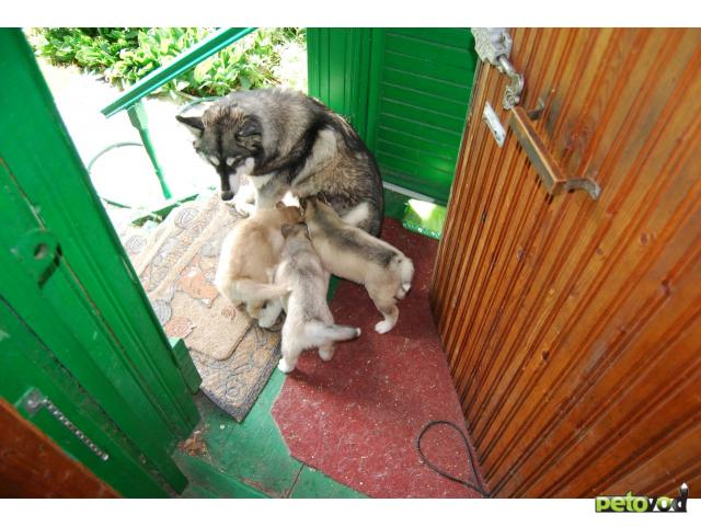 Продаю: 4 щенка хаски 15 месяца с родословной, очень крас