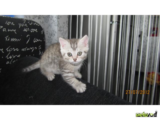 Продаю: Шотландские котята окрас "Вискас" фото2