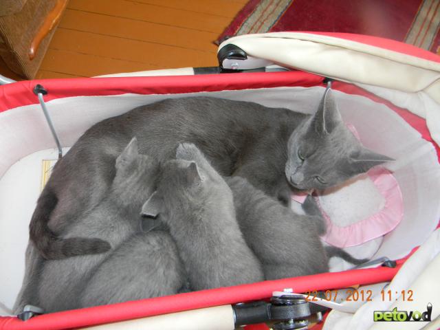 Продаю: Русские голубые котята