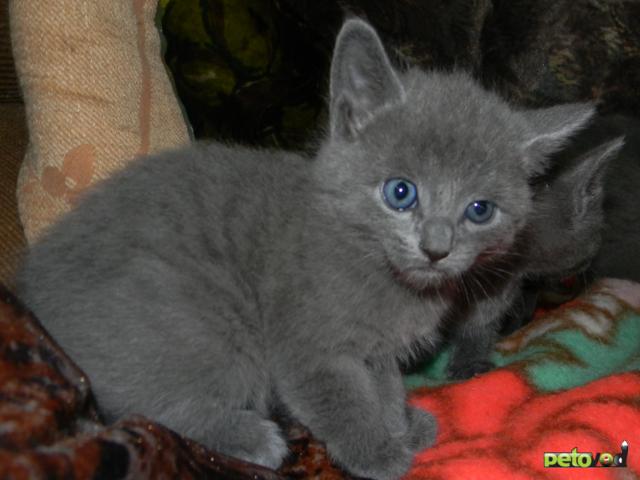 Продаю: Русские голубые котята фото3