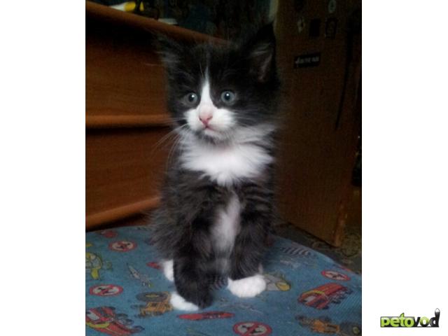 Продаю: котята фото2