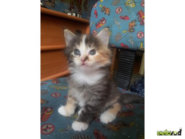 Продаю: котята фото3