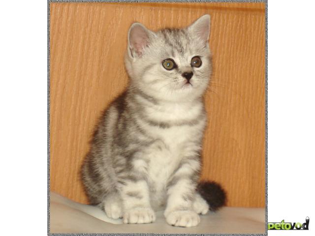 Продаю: Британские мраморные котята (из Челябинска) фото3