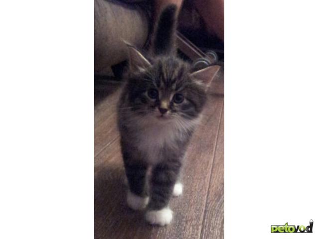 Отдам в дар: котята