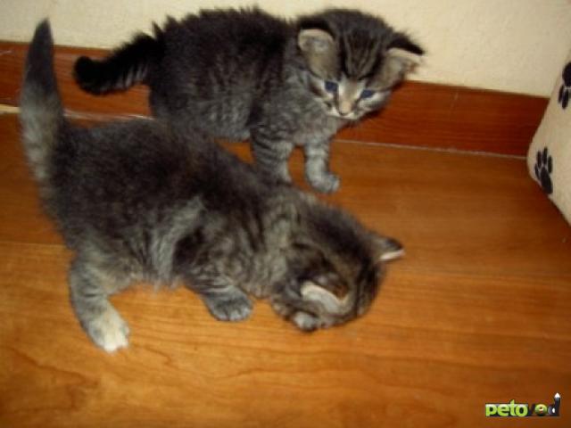 Отдам в дар: Котята в добрые руки