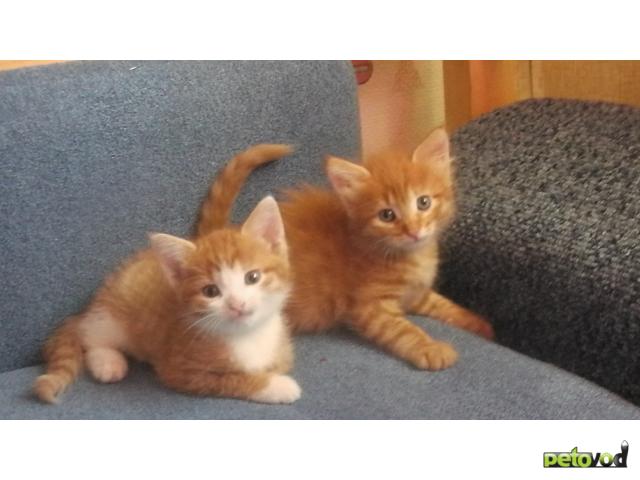 Отдам в дар: рыжие котики и трехцветная кошечка в подарок фото3