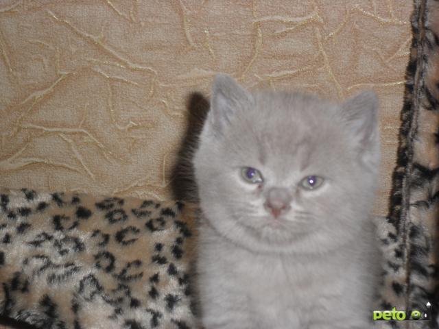 Продаю: Котята Британскеие фото2