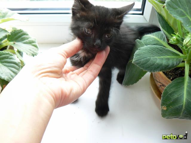 Отдам в дар: Отдам черненького ласкового котенка