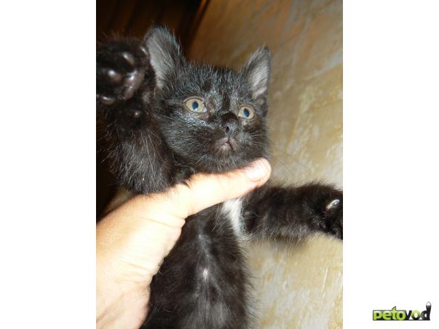 Отдам в дар: Отдам черненького ласкового котенка фото2