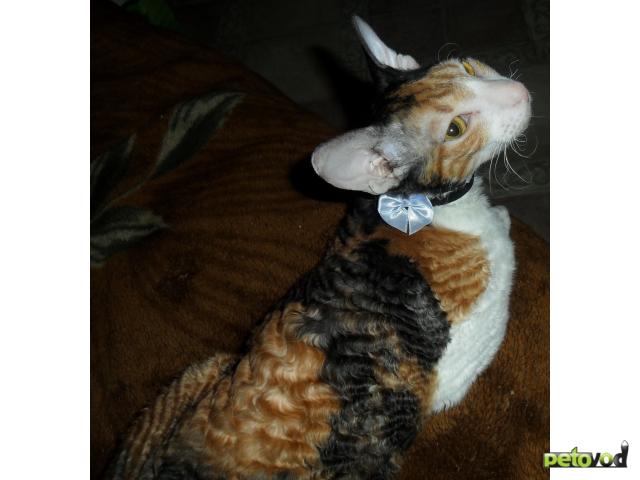 Продаю:  котят кудрявой породы Корниш-Рекс