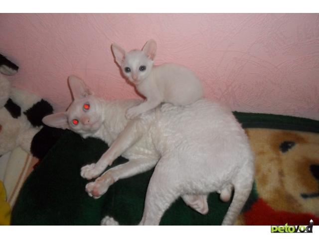 Продаю:  котят кудрявой породы Корниш-Рекс фото2