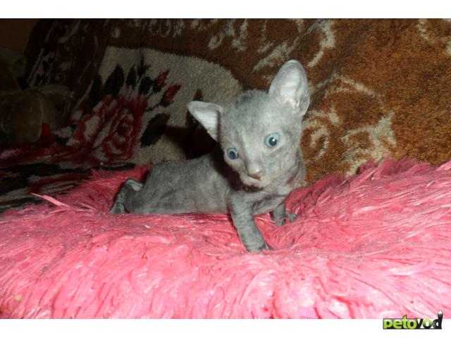 Продаю:  котят кудрявой породы Корниш-Рекс фото3