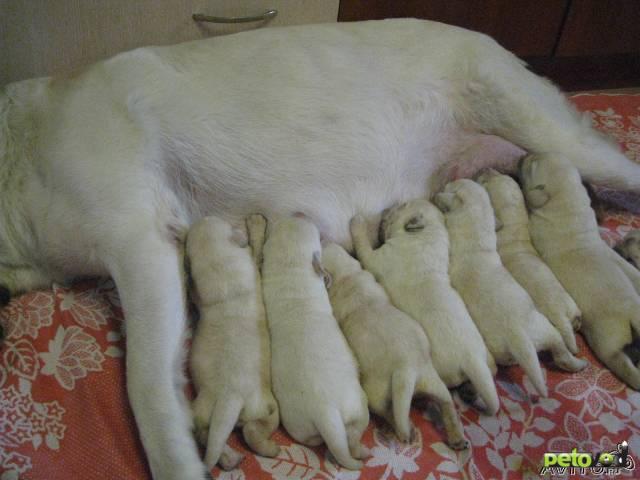 Продаю: Очаровательные щенки лабрадора-ретривера фото2
