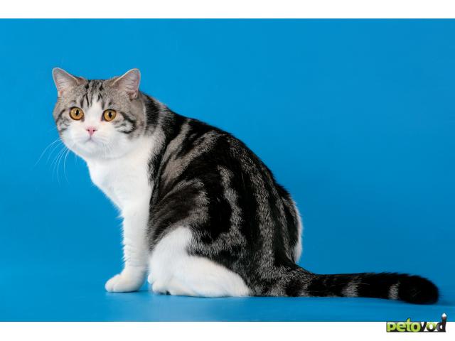 Вязка: Британский кот приглашает на вязку