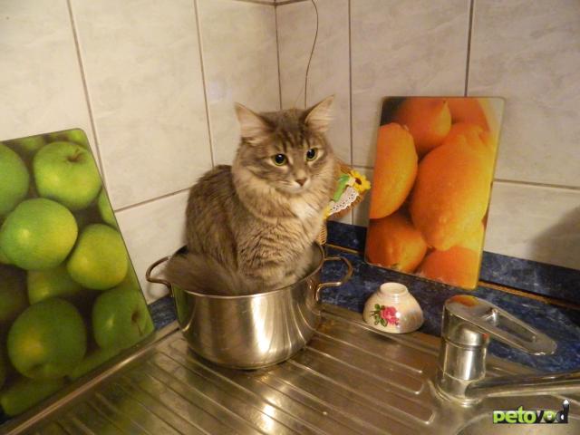 Вязка: Сибирская кошечка ищет кота