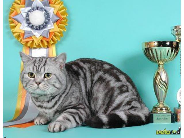 Отдам в дар: Взрослый британский кот в добрые руки