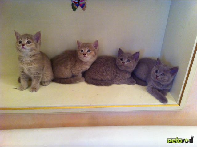 Кошки Метисы Фото