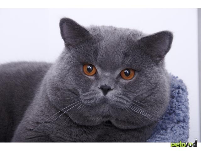 Вязка: голубой британский кот вязка