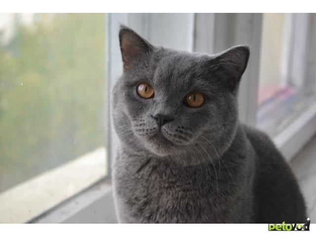 Вязка: Британский голубой кот Мартин