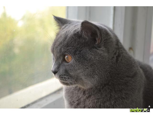 Вязка: Британский голубой кот Мартин фото3