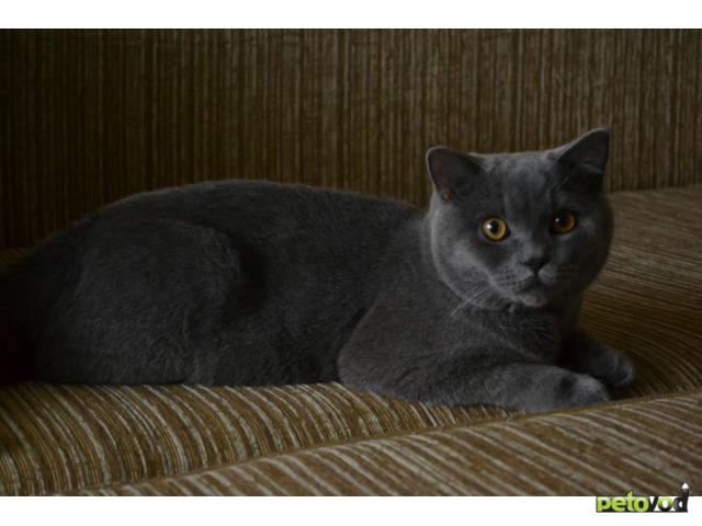 Вязка: Британский голубой кот Мартин фото2