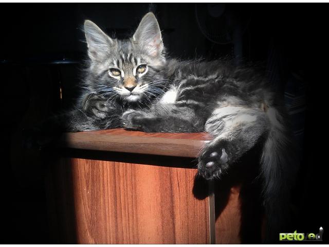 Продаю: Котята Мейн-кун питомника Liricum (Абакан) фото2