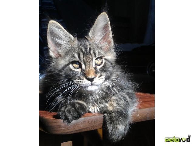 Продаю: Котята Мейн-кун питомника Liricum (Абакан) фото3
