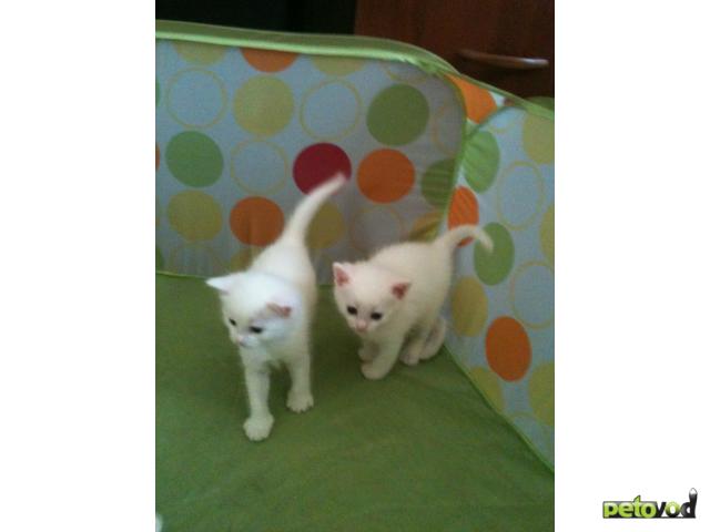 Отдам в дар: Два чудесных котика ищут дом