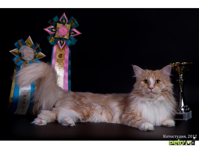 Продаю: Котята породы мейн-кун от титулованных родителей фото3