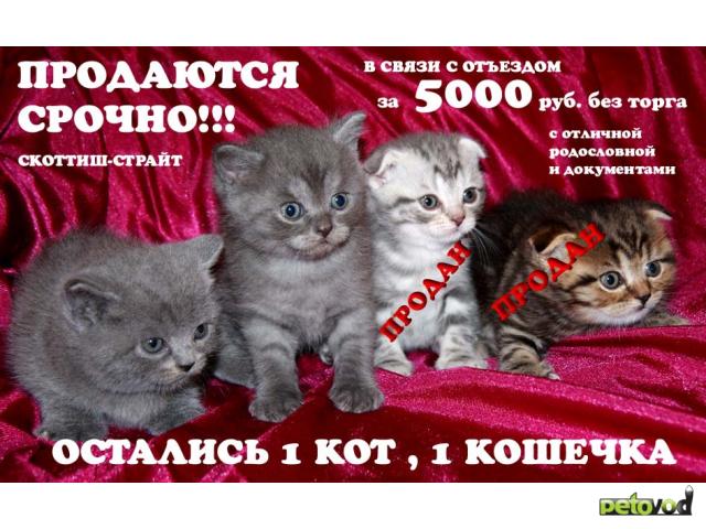 Продаю: Шотландские котята (скоттиш-фолды и -страйты)