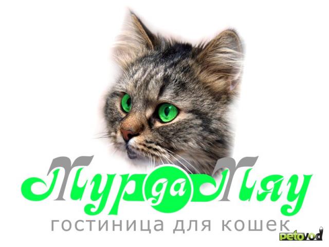 Предлагаю услуги: Гостиница для кошек и котов «Мур-Да-Мяу» фото2