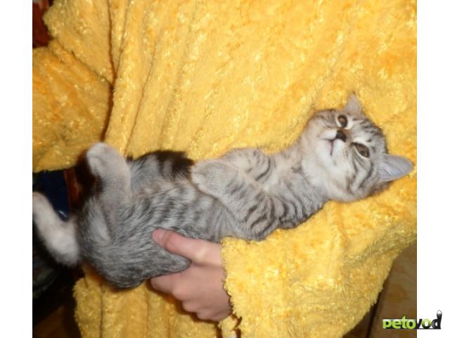 Продаю: Британский котик страйт мрамор фото2