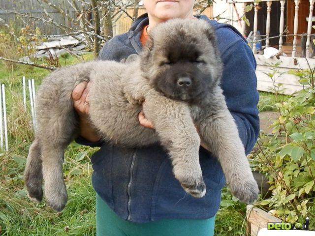 Продаю: Отличные щенки кавказской овчарки фото4