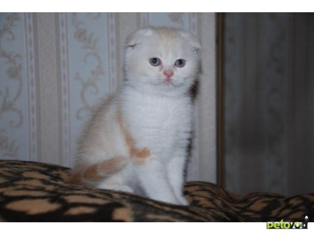 Продаю: Очаровательный породистый шотландский котенок фото2
