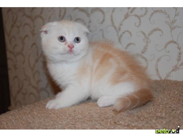 Продаю: Очаровательный породистый шотландский котенок