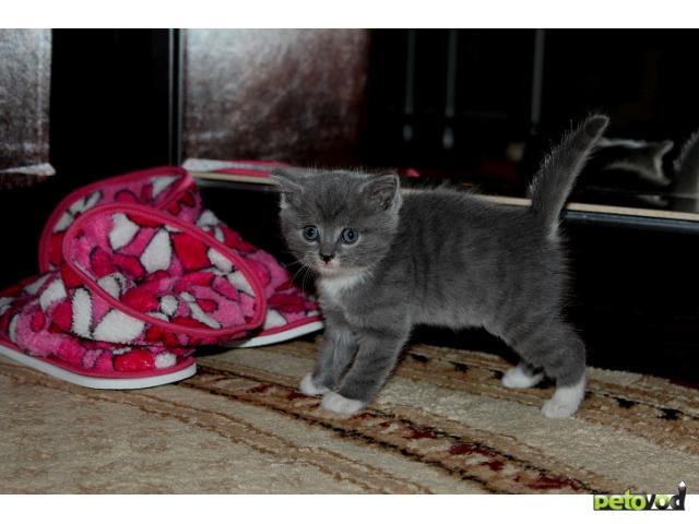 Продаю:  Шотландских котят голубого окраса фото3