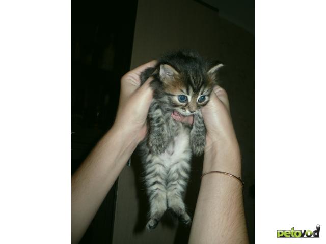 Отдам в дар: Отдам котят в хорошие руки от шотландской кошки фото3